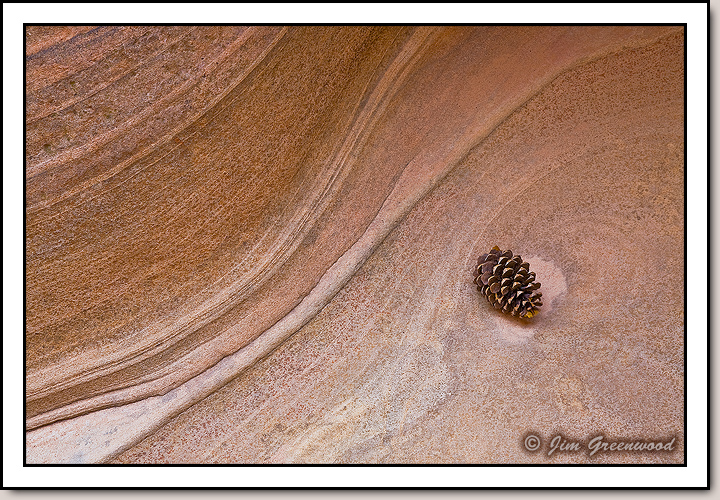 Sandstone and Pine Cone - East Zion