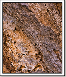 Old Wood - Pine Creek Canyon