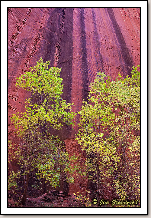 Taylor Creek (South Fork) - Kolob Canyons
