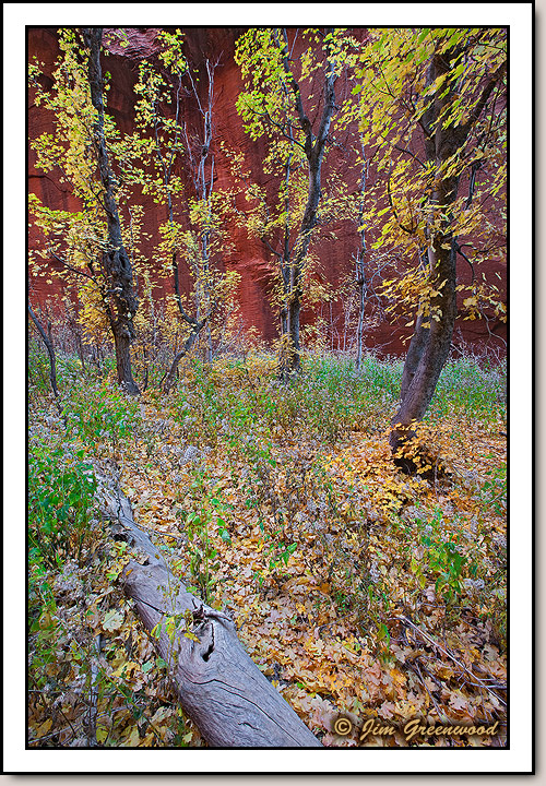 Taylor Creek (South Fork) - Kolob Canyons