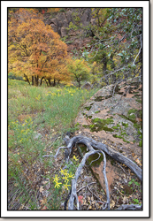Zion Canyon
