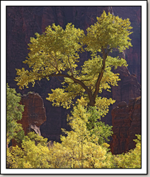 Zion Canyon