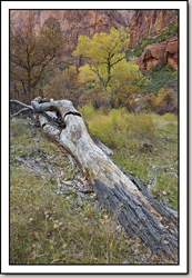 Zion Canyon