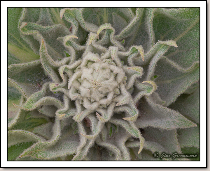 Wooly Mullein - Zion Canyon