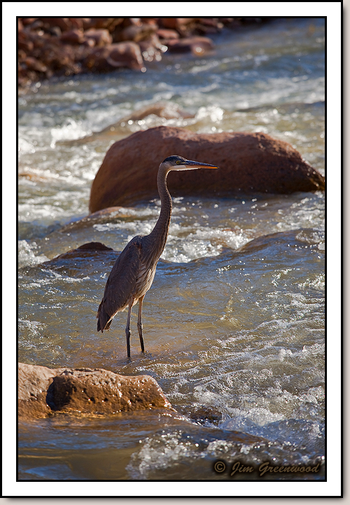 Great Blue Heron - Virgin River