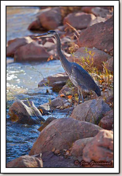 Great Blue Heron - Virgin River