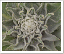 Wooly Mullein - Zion Canyon