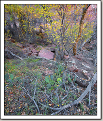 Zion Canyon