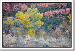 Zion Canyon