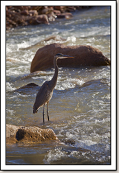 Great Blue Heron - Virgin River