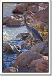 Great Blue Heron - Virgin River