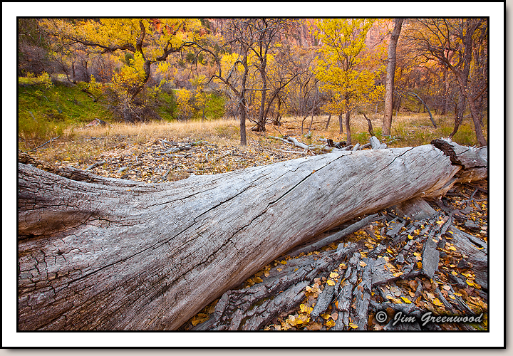 Zion Canyon