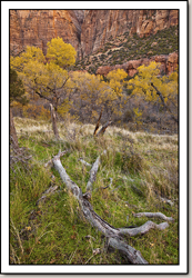 Zion Canyon