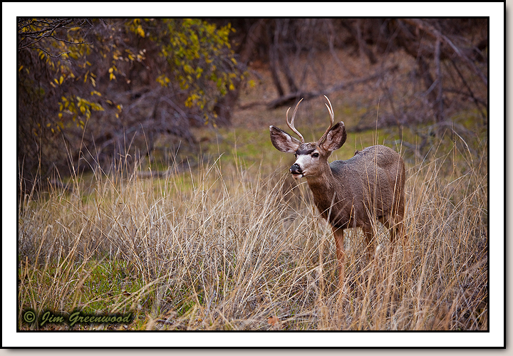 Zion Canyon