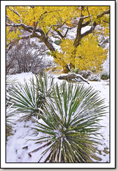 Zion National Park - Gallery 10
